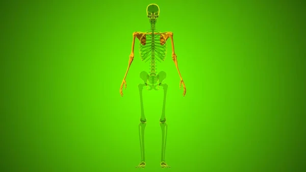 Menselijk Skelet Bovenste Ledematen Anatomie Illustratie — Stockfoto