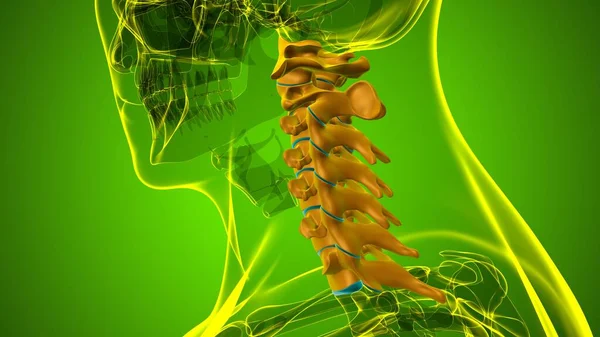 İnsan İskeleti Omurgası Servikal Omurga Anatomisi 3D İllüstrasyon