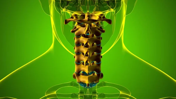 Columna Vertebral Esqueleto Humano Vértebras Cervicales Anatomía Ilustración —  Fotos de Stock