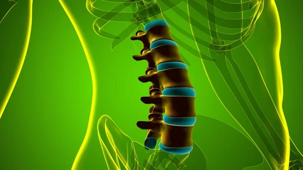 Human Skeleton Vertebral Column Lumbar Vertebrae Anatomy 3D Illustration