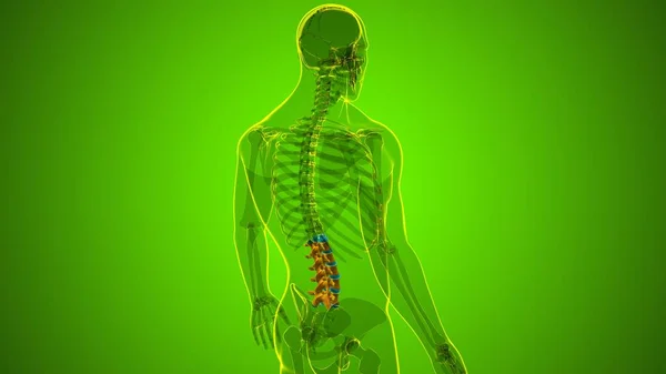 Mänskligt Skelett Vertebral Kolumn Lumbar Vertebrae Anatomi Illustration — Stockfoto