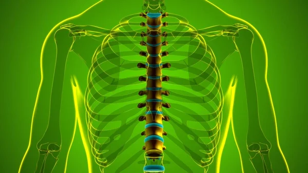 Ludzki Szkielet Kręgosłup Kręgosłup Kręgi Piersiowe Anatomia Ilustracja — Zdjęcie stockowe