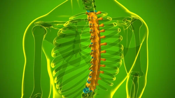 Columna Vertebral Esqueleto Humano Vértebras Torácicas Anatomía Ilustración — Foto de Stock