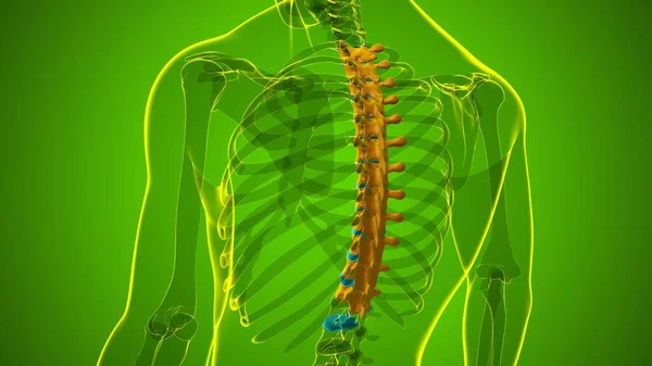 Human Skeleton Vertebral Column Thoracic Vertebrae Anatomy Illustration — 스톡 사진