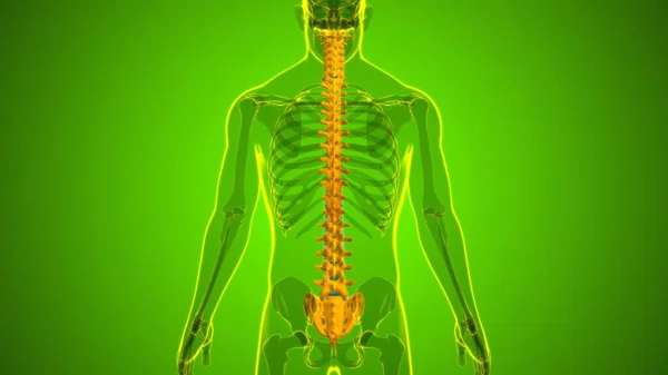 Human Skeleton Vertebral Columns Vertebrae Anatomy Illustration — стокове фото