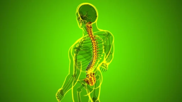 Menschliches Skelett Wirbelsäule Wirbel Anatomie Illustration — Stockfoto