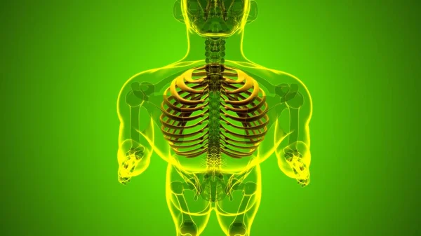 Anatomía Del Esqueleto Humano Rib Cage Renderizado Para Concepto Médico —  Fotos de Stock