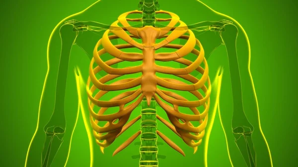 Anatomía Del Esqueleto Humano Rib Cage Renderizado Para Concepto Médico — Foto de Stock