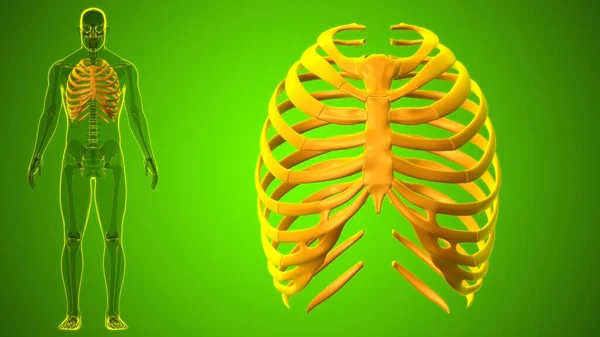 人間の骨格解剖学 Rib Cage 3DレンダリングFor Medical Concept — ストック写真