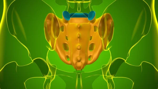 โครงกระด กมน กายว ภาค Sacral Bone Rendering าหร บแนวค ดทางการแพทย — ภาพถ่ายสต็อก