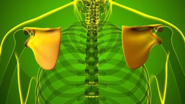 Ανθρώπινος Σκελετός Ανατομία Scapula Οστών Αποτύπωση Για Ιατρική Έννοια — Φωτογραφία Αρχείου