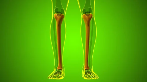 Mänskligt Skelett Anatomi Tibia Bone Rendering För Medicinskt Koncept — Stockfoto