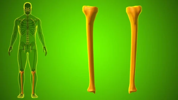 Mänskligt Skelett Anatomi Tibia Bone Rendering För Medicinskt Koncept — Stockfoto