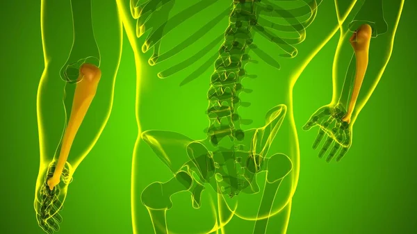 人間の骨格解剖学 Ulna Bone 3DレンダリングFor Medical Concept — ストック写真