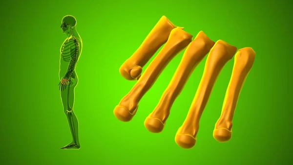 Human Skeleton Hand Matacarapls Bone Anatomy For Medical Concept 3D Illustration