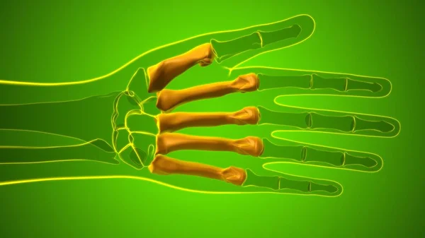 Human Skeleton Hand Phalanges Bone Anatomy Medical Concept Illustration — Stok Foto