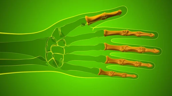 Menschliches Skelett Hand Phalanges Bone Anatomy Für Medizinisches Konzept Illustration — Stockfoto