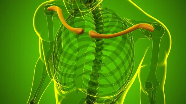 Human Skeleton Anatomy Clavicle Bones Rendering Medical Concept — Stock Photo, Image