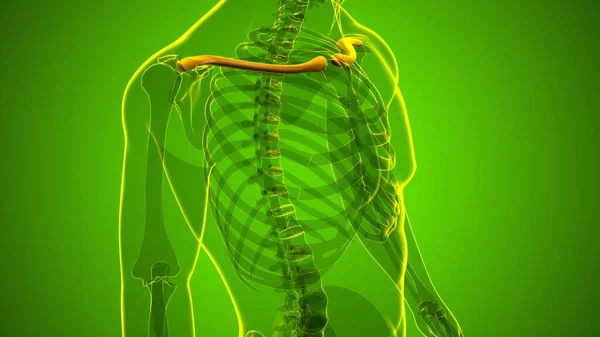 Anatomia Umana Dello Scheletro Rendering Delle Ossa Clavicola Concetto Medico — Foto Stock