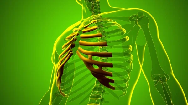 Anatomie Squelette Humain Rendu Cartilage Côtier Pour Concept Médical — Photo