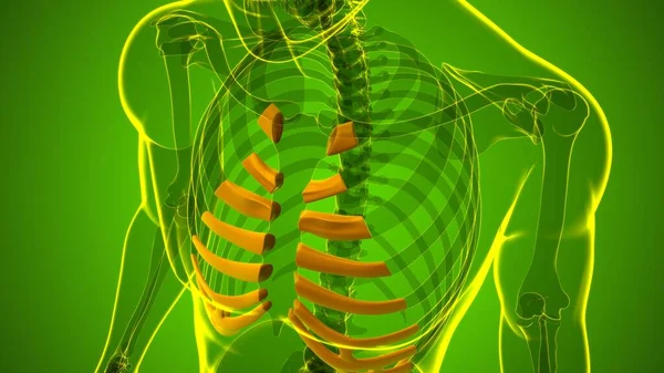 Human Skeleton Anatomy Costal Cartilage Rendering Medical Concept — Stock Photo, Image
