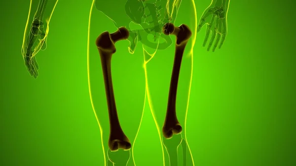 Anatomia Umana Dello Scheletro Femore Bone Rendering Concetto Medico — Foto Stock