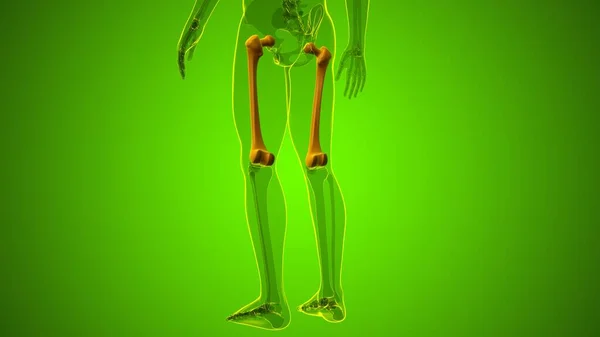 Анатомія Людського Скелета Фемур Кістка Рендерингу Медичної Концепції — стокове фото