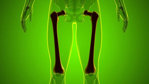 Anatomía Del Esqueleto Humano Representación Del Hueso Del Fémur Para — Foto de Stock