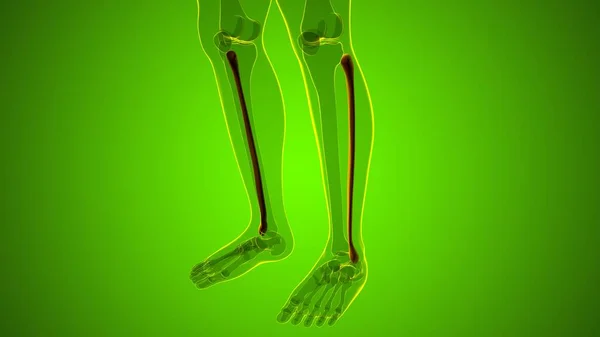 Human Skeleton Anatomy Fibula Bone Rendering Medical Concept — Stock Photo, Image
