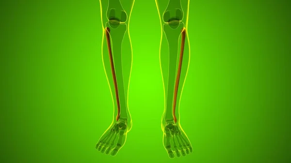 用于医学概念的人体骨骼解剖学菲布骨3D绘制 — 图库照片