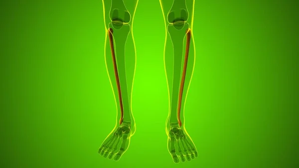 人骨解剖学 Fibula Bone 3DレンダリングFor Medical Concept — ストック写真