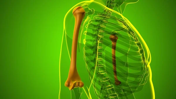 Anatomia Szkieletu Ludzkiego Humerus Bone Rendering Dla Koncepcji Medycznej — Zdjęcie stockowe