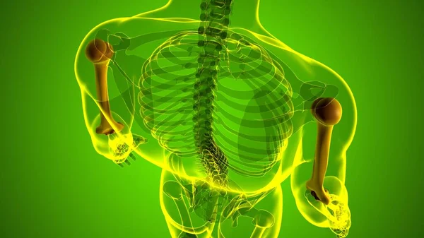 Anatomia Szkieletu Ludzkiego Humerus Bone Rendering Dla Koncepcji Medycznej — Zdjęcie stockowe