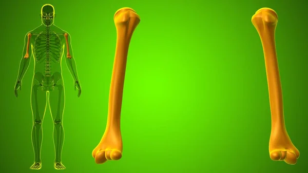 Mänskligt Skelett Anatomi Humerus Bone Rendering För Medicinskt Koncept — Stockfoto