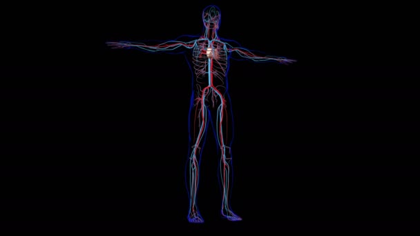 Tıbbi Konsept Boyutlu Llüstrasyon Çin Dolaşım Sistemi Anatomisi Olan Nsan — Stok video