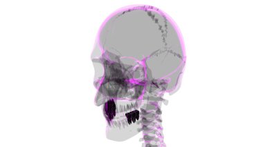 İnsan Dişleri Anatomisi Tıbbi Konsept için 3B İllüstrasyon