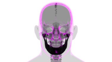 Tıbbi Konsept için İnsan İskeleti Kafatası Çene Kemiği Anatomisi 3 boyutlu Görüntü