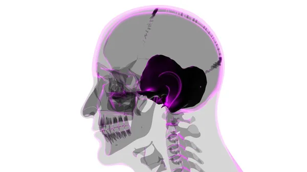 Tıbbi Konsept Için Nsan Skelet Kafatası Zamansal Kemik Anatomisi Boyutlu — Stok fotoğraf