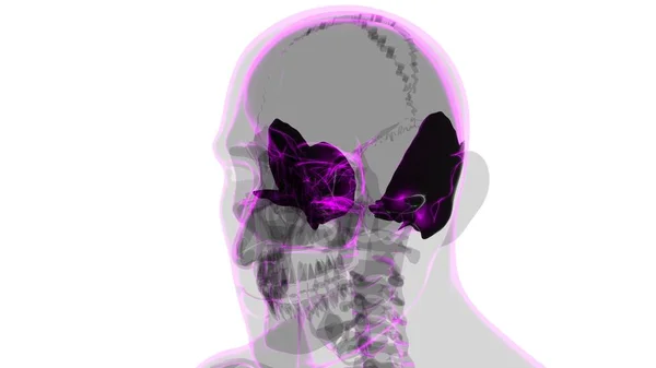 Human Skeleton Skull Temporal Bone Anatomy Medical Concept Illustration — Stock fotografie