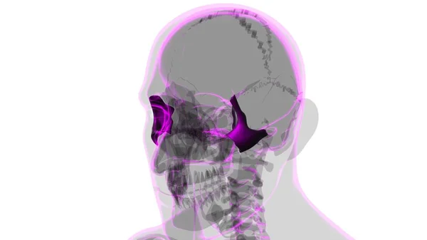Людський Скелетний Череп Цигматична Кістка Анатомія Медичної Концепції Ілюстрація — стокове фото