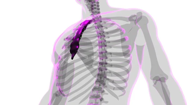 Human Skeleton Sternum Bone Anatomy Medical Concept Illustration — Stock fotografie