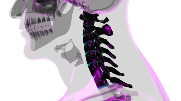 Människans Skelett Vertebral Kolumn Cervikala Vertebrae Anatomi Illustration — Stockfoto