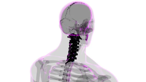 Menselijke Skelet Wervelkolom Halswervels Anatomie Illustratie — Stockfoto