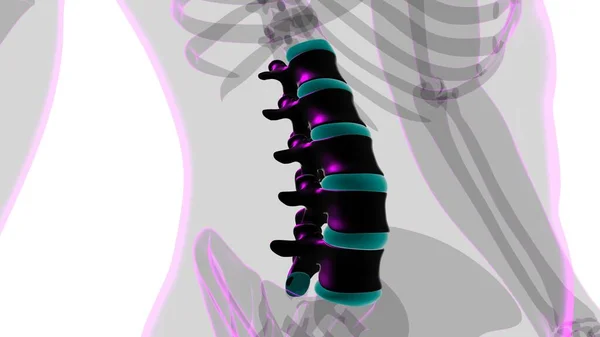 ヒューマンスケルトン縦列腰椎解剖学3Dイラスト — ストック写真
