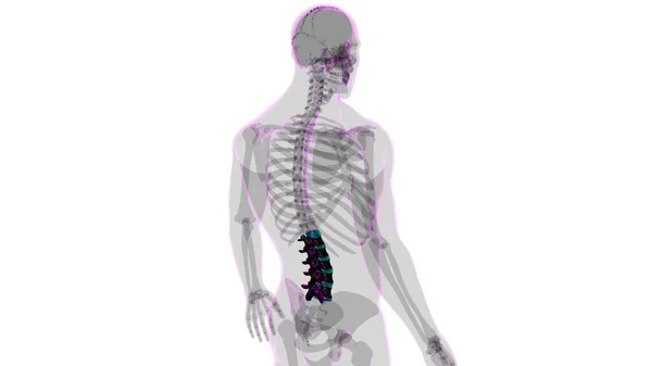 Emberi Csontváz Gerincoszlop Ágyéki Csigolyák Anatómia Illusztráció — Stock Fotó
