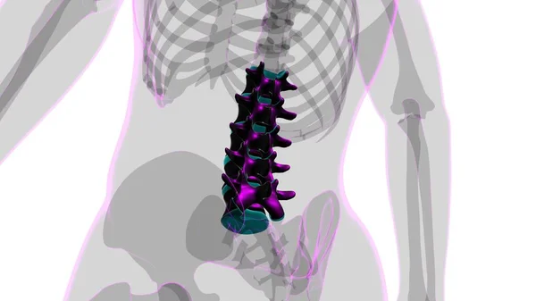 Human Skeleton Vertebral Columbar Vertebrae Anatomy Illustration — стокове фото