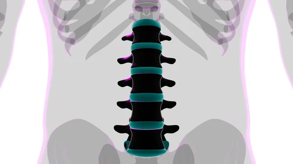 Human Skeleton Vertebral Column Lumbar Vertebrae Anatomy Illustration — 스톡 사진