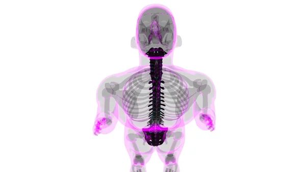 Human Skeleton Vertebral Column Vertebrae Anatomy Illustration — 스톡 사진