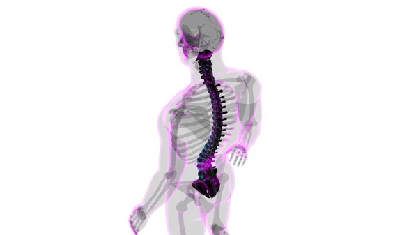 Nsan Skeleti Omurgası Omurga Anatomisi Llüstrasyon — Stok fotoğraf