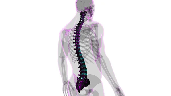 Emberi Csontváz Gerincoszlop Csigolyák Anatómia Illusztráció — Stock Fotó